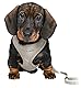 TRIXIE Junior Welpengeschirr mit Leine Größe S–M: Brustumfang 23–34 cm/8 mm in hellgrau - anpassbares Hundegeschirr zur Erziehung mit 3fach verstellbarer Leine für kleine Hunde, 15340