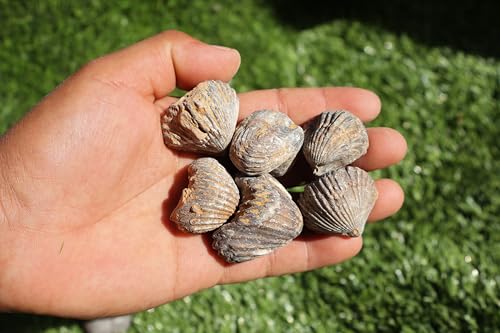 Image of Amazing Marine Fossil Collection: 4 Fossilized Sea Urchins and 6 Authentic Brachiopods, Perfect for Collectors and Natural Decor A169