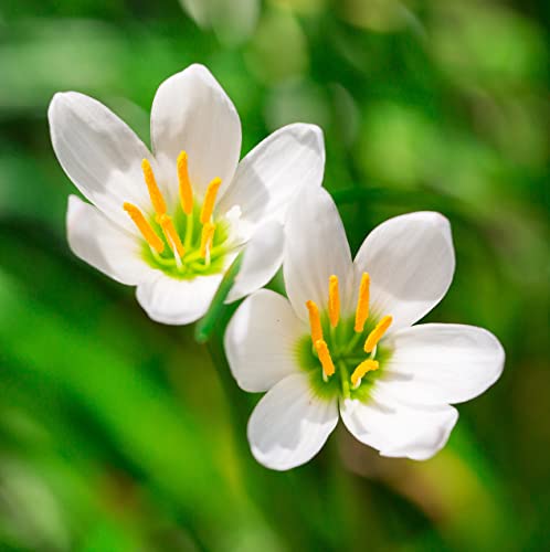 Rain Lily Mix Bulbs - Zephranthes Mix, Perennial Lily | Vibrant Blooms for Low Maintenance Gardens | Long-Lasting Blooms - Lily Flowering Bulbs, Easy to Grow (10 Pack)