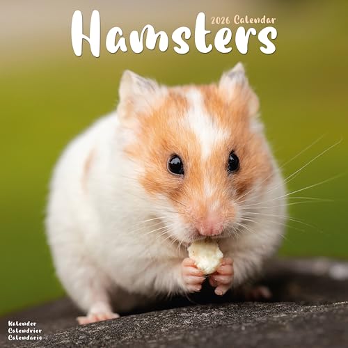 Hamsters 2026 Calendar | Square Wall Calendar | Animal Gift | Plastic Free Packaging | By Avonside Publishing