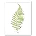 Produktbild Wee Blue Coo Fern Polypodium Alpestre Art Print Framed Poster Wall Decor Kunstdruck Poster Wand-Dekor-12X16 Zoll