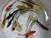 select 10 Pack of 3-4 inch Live Butterfly koi