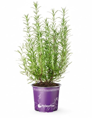 Italienischer XL - Rosmarin (Rosmarius officinalis) 14cm Topf 1 stk.