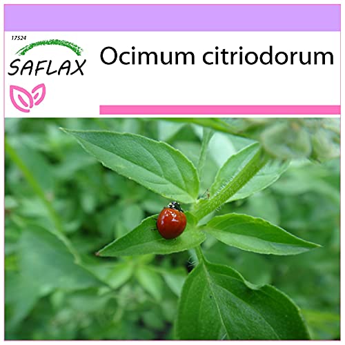SAFLAX - Basilic citronné - 200 graines - Ocimum citriodorum