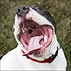 Country Brook Petz - Everyday Nylon Dog Collar for Large, Medium, and Small Dogs and Puppies - for Everyday Use in 10+ Warm Colors (Large, 1 Inch Wide, Red) #2