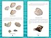 Seashells of the Jersey Shore: Identify and Learn about the Shells You Find on the Beach (Identify and Learn About Seashells: Handy User Guides with Photos, 1)