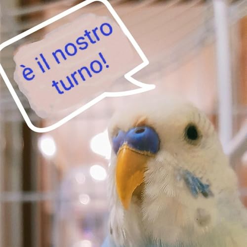 &Egrave; il nostro turno! copertina