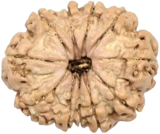 MAA SHAKTI GEMS 11 Mukhi Rudraksha Natural Nepali Beads Original Certified By IGL Lab Precious Eleven Face Rudraksha With ...