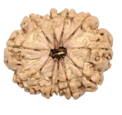 MAA SHAKTI GEMS 11 Mukhi Rudraksha Natural Nepali Beads Original Certified By IGL Lab Precious Eleven Face Rudraksha With ...