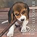 Calendrier "bébés beagle": Pour passionnés de beagles et amoureux des chiens. Calendrier mural de bureau 22x22 cm. Photos couleurs hautes résolutions.