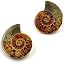 Ammonite 4-5cm
