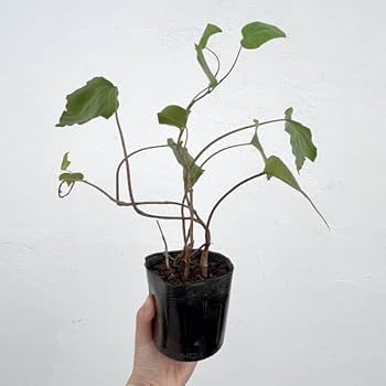 ⭐️専用⭐️観葉植物 斑入りオカメヅタ 新芽カット苗 5本 挿し穂 ガーデニング ⭐️専用⭐️観葉植物 斑入りオカメヅタ 新芽カット苗 5本 挿し