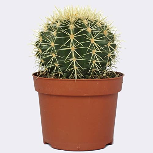 PCMOVILES Cactus Echinocactus Grusonii Cactus Asiento de Suegra, Bola de Oro, Barril de Oro o Cactus Erizo en maceta de 8,5cm