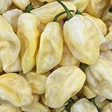 Wayland Chiles Bhut Jolokia Seeds (White)