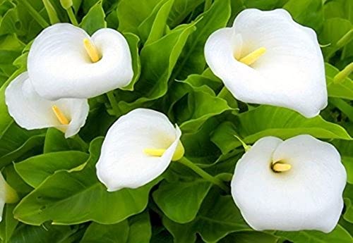3pcs Calla Fiori Di Giglio Bulbi Perenne Popolare Aromatico Giardino Perfetto Paesaggio Mostra Piantare Semplice Non C' È Bisogno Di Troppo Cura
