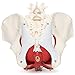 Medical Anatomical Female Pelvis Model with Removable Organs, 6-part, Life Size