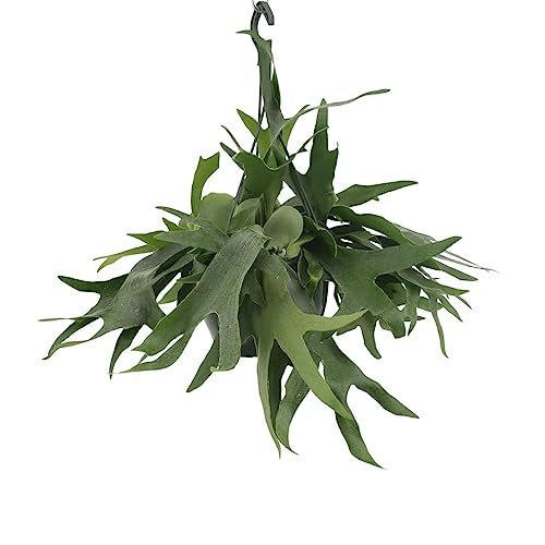 Fougère de cerf - h50cm, Ø21cm - plante d'intérieur tombante