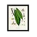 Produktbild Kakao Botanischer Kunstdruck Schokolade Botanischer Kunstdruck Kakaobaum Kakao Bohnen Kakao Wandkunst Cacao Dekor Theobroma Cacao
