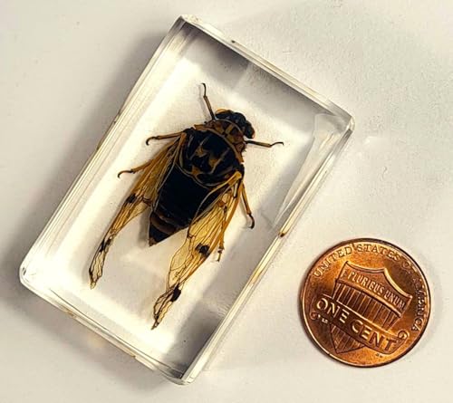 Image of 44mm Real Cicada Cicadatra Querula in Crystal Clear Lucite Resin Specimen Preserved Insect Taxidermy Collection for Biology Science Education & Desk Ornament Display Supplies Small Paperweight Crafts