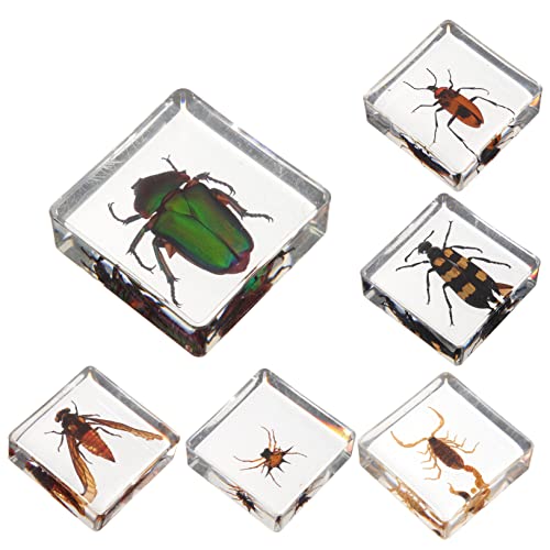 SECFOU 6 Pçs Espécime Resina Artesanato Decoração De Mesa De Escritório Decoração De Resina Arte Art