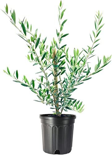 Arbequina Olive Tree - Beautiful Live Plant - 6 Inch Pot - Grow Your Own Olives Indoors - Olea...