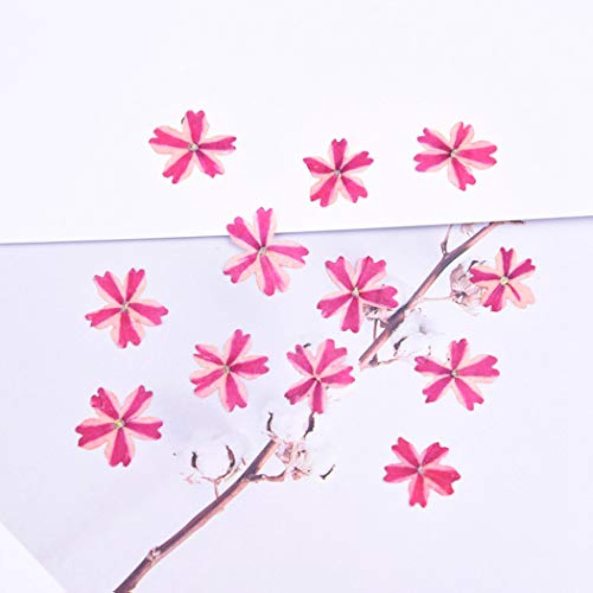 60PCS Dried Flower for Phone Case Craft