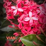  YAADEIN