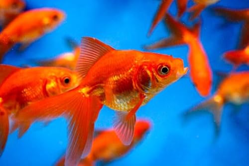 Live Red Fantail Goldfish 1.5-2" (Pack of 5)