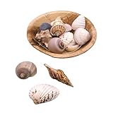 Logbuch-Verlag Muscheln in runder Schale 13x13x5 cm – Naturdeko ca. 90g echte Muscheln & Schnecken – Maritime Tischdeko & DIY-Zubehör