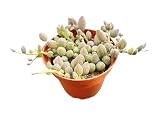 String of Watermelons, Live Trailing Succulent Fully Rooted in 4" Pots with Soil Mix, Rare House Plant for Home Office Wedding Hanging Decoration, DIY Projects, Party Favor