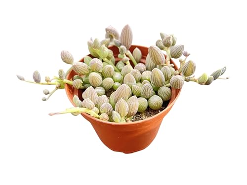 String of Watermelons in 4 inch pots