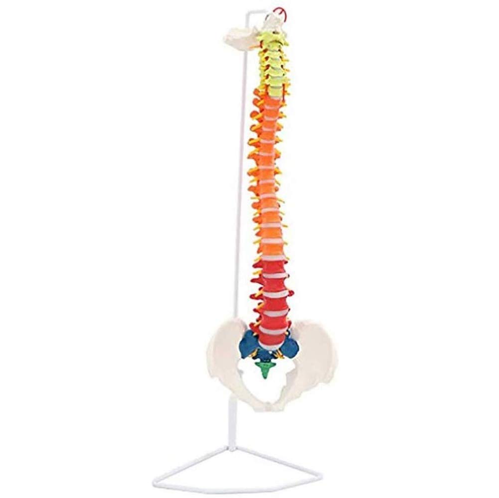 Modello anatomico Umano Colore Colonna della Colonna della Colonna della Colonna della Colonna 80 cm Modello di Colonna di insegnamento Flessibile