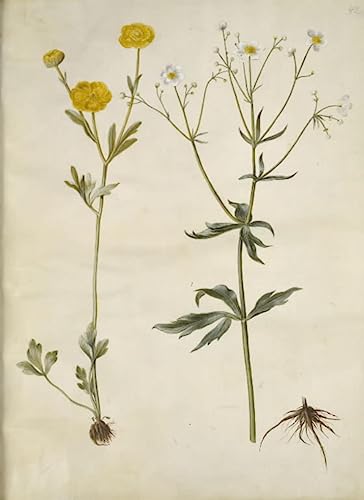 Pinturas famosas en lienzo Ranunculus Monspeliacus, una obra maestra de Holtzbecker