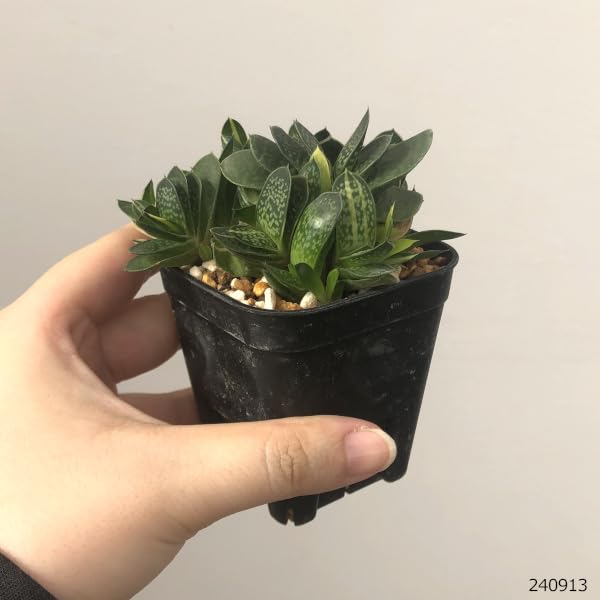 Amazon｜ガステリア：子宝錦（コダカラニシキ） 2.5号[多肉植物