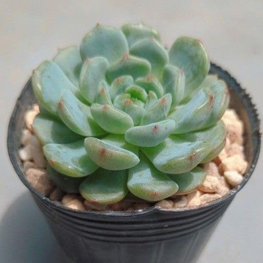 Amazon.co.jp: 多肉植物 ハニー×ホワイトファット 抜き苗 : DIY・工具