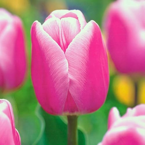 Bulbi di TULIPANO | Bulbi provenienti dai migliori produttori Olandesi | Esclusiva selezione e controllo qualità | Fioritura garantita dal primo anno. (10 Tulipani SYNAEDA AMOR)