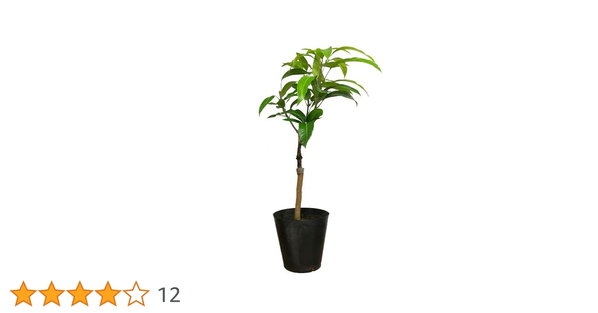 Amazon.co.jp: 複数枝アップルマンゴー苗（アーウィン種）接木苗