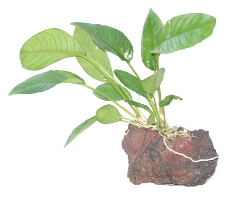 Maalavya Live Aquarium Aquatic Plant (Anubias Nana Paxing On Lava rock) 3 to 5 Leaves (B09R7PLSGP) Amazon Price History, Amazon Price Tracker