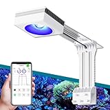 【Uscita PAR elevata】Questo RL90 integra la più recente tecnologia LED a matrice densa con l'intero spettro, ottenendo una penetrazione e un'intensità luminosa ottimali con un'elevata emissione PAR, fondamentale per coralli sani e vivaci. Anche la vibrazione è migliorata, con blu più profondi e bianchi più brillanti.