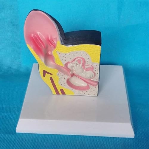 Modèle d'anatomie d'oreille de chien en PVC pour étude vétérinaire - 3