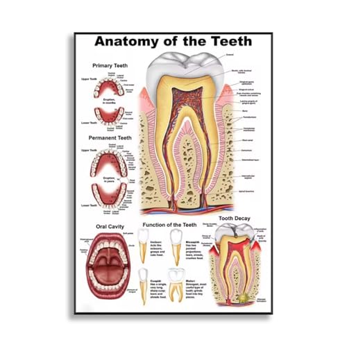 HLYEHDIAD Leinwandbild, Zahnarzt, Anatomie, Wandbild, Zahnklinik, Zimmer, B&uuml;ro, Dekoration, Poster, Zahnarzt, Geschenk, Klinik, Wanddekoration, ungerahmt (50 x 70 cm)