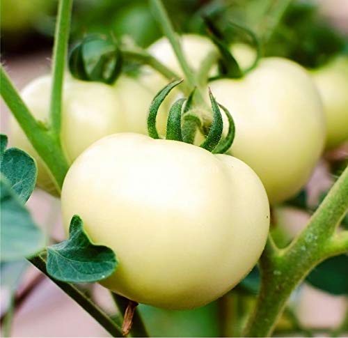 NIKA SEEDS - Vegetable Tomato Great White - 25 Seeds