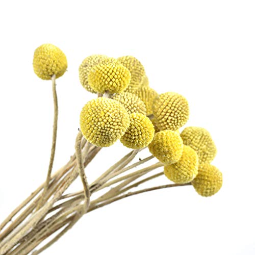 20 tallos flores secas naturales Craspedia miniatura 2