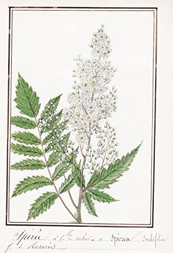 Spiree a feuilles sorbier/ Spirea sorbifolia - Sibirische Fiederspiere / Botanik botany / Blume flower / Pflanze plant