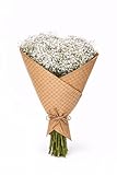 Fresh Plants - Gypsophila Weiße inkl. edler Geschenkverpackung & Band - Strauß 25 Stück,75-80 cm, 1000 g (Ecuador)