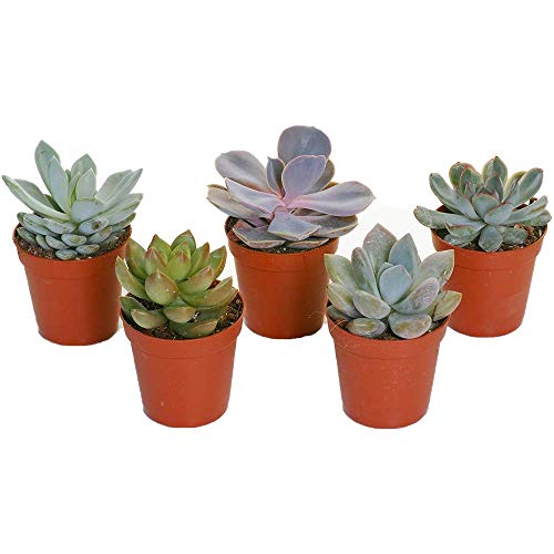 GardenersDream 5 x Mixed Echeveria House Plants - Real Indoo