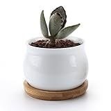 T4U 2.75 Inch Ceramic White Jar Shape Design succulent Plant Pot/Cactus Plant Pot Flower Pot with bamboo tray/Container/Planter White