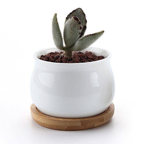T4U 2.75 Inch Ceramic White Jar Shape Design Succulent Plant Pot/Cactus Plant Pot Flower Pot with Free Bamboo Tray/Container/Planter White