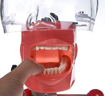 Amazon.com: XUX Dental Simulator Nissin Manikin Phantom Head