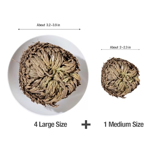 5 Pack Big 3.5" Rose of Jericho Resurrection Plants, Flor de Jerico Original Dried Flowers, Jericho Flower Dried Rose, Natural Fern Prayer Plants for Spiritual Purification, Home Decor